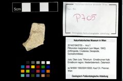 Foto (Objekt + Etikett) von Pithonoton marginatum (von Meyer, 1842)  (NHMW-GEO-2014-0194-0705)